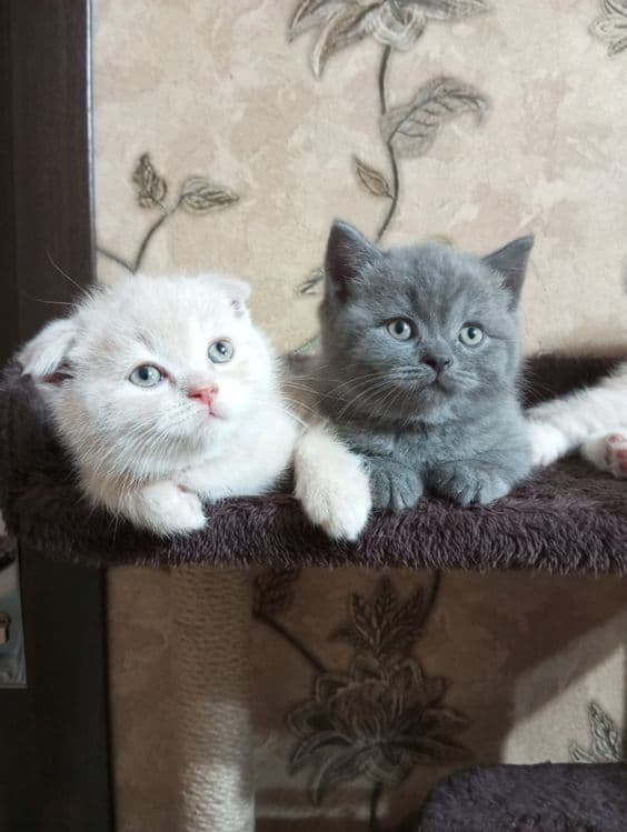 Британцы:Скотиш Фолд — 8