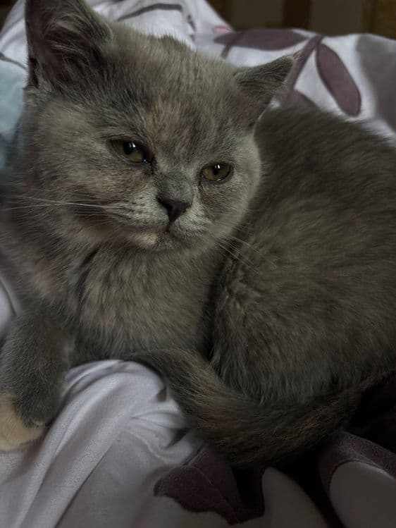Британские котята — 2