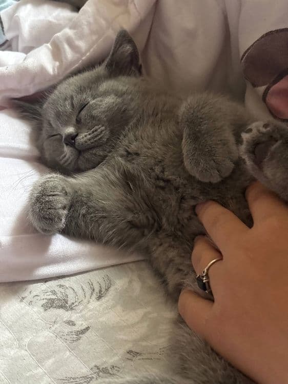 Британские котята — 3