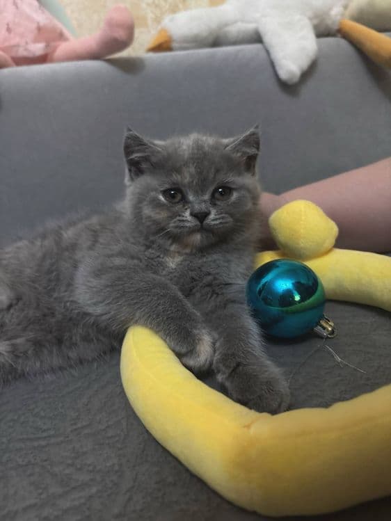 Британские котята — 4
