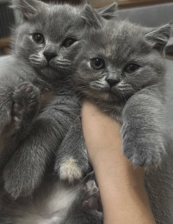 Британские котята — 5
