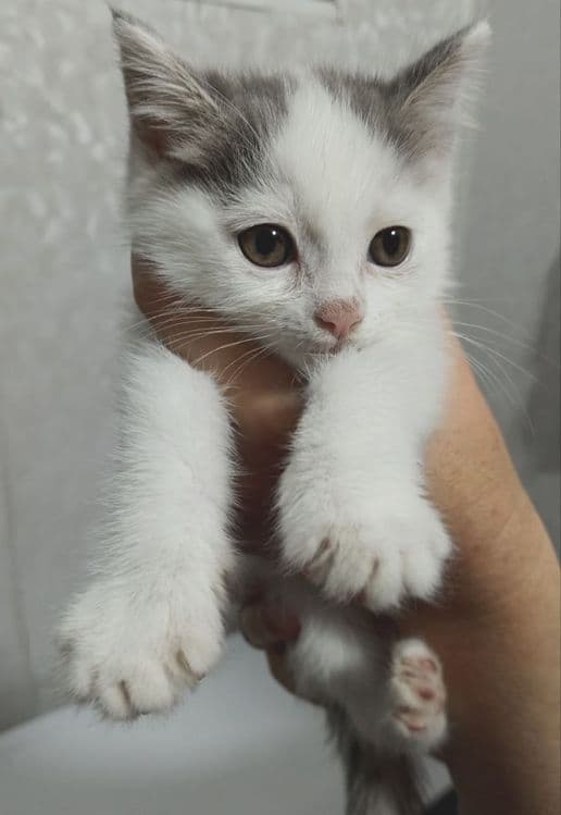 Продаётся котёнок (девочка) — 2