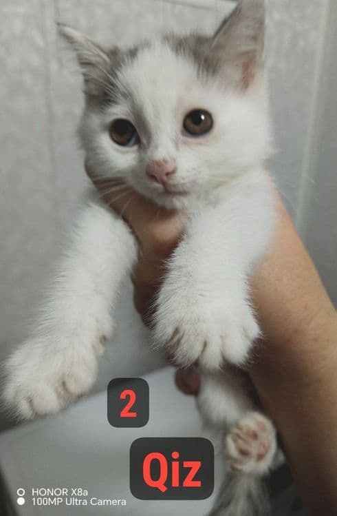 Продаётся котёнок (девочка) — 3