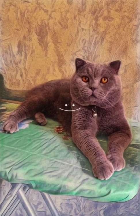 Шотландские Скоттиш Фолд Vyazka — 1