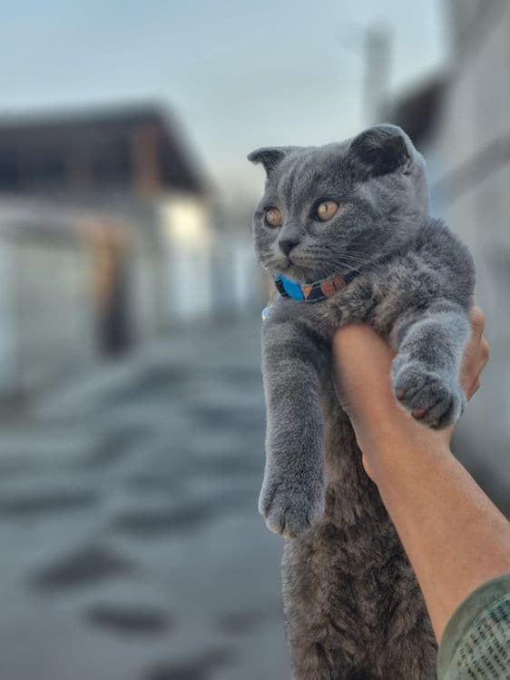 Шотландские Скоттиш Фолд Vyazka — 2