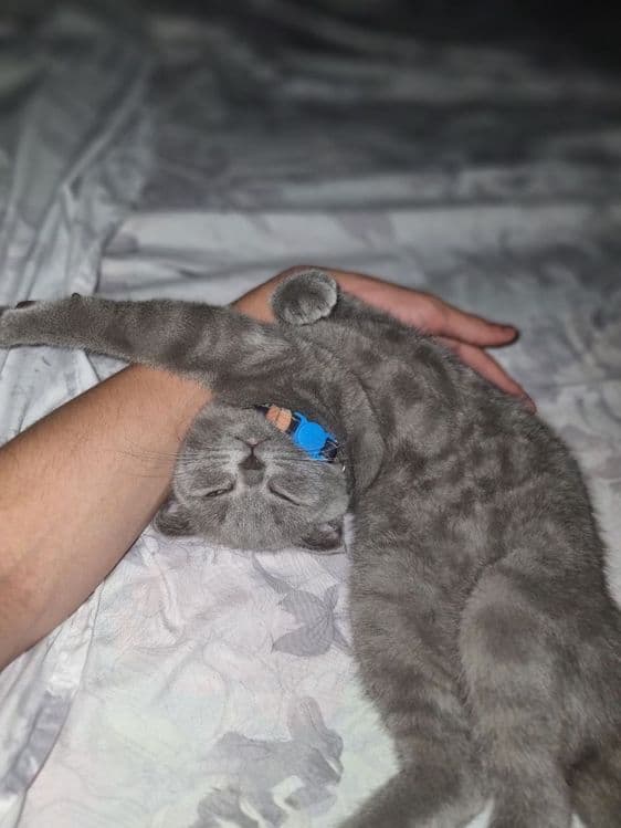 Шотландские Скоттиш Фолд Vyazka — 3