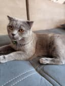 скоттиш    страйт
