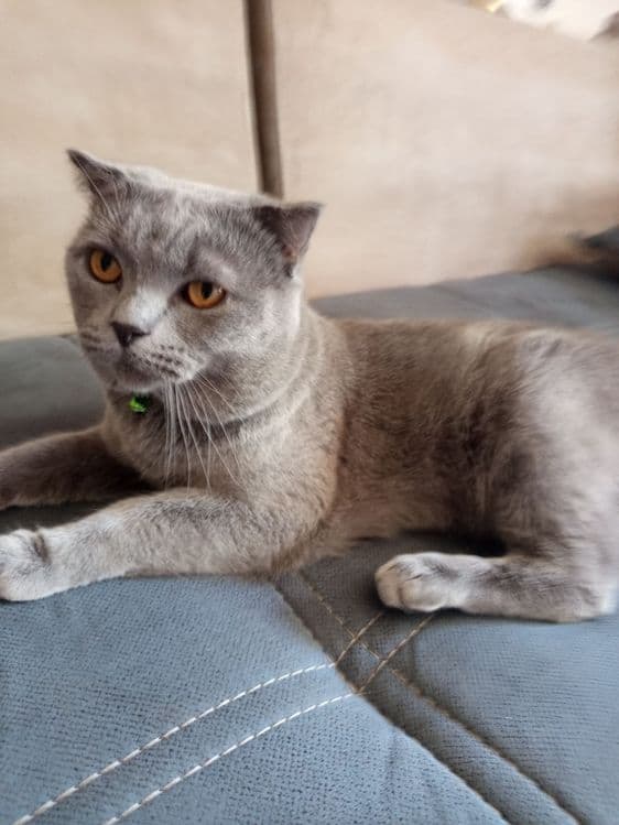 скоттиш    страйт