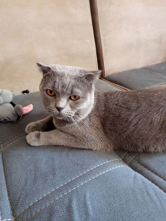 скоттиш    страйт — 2
