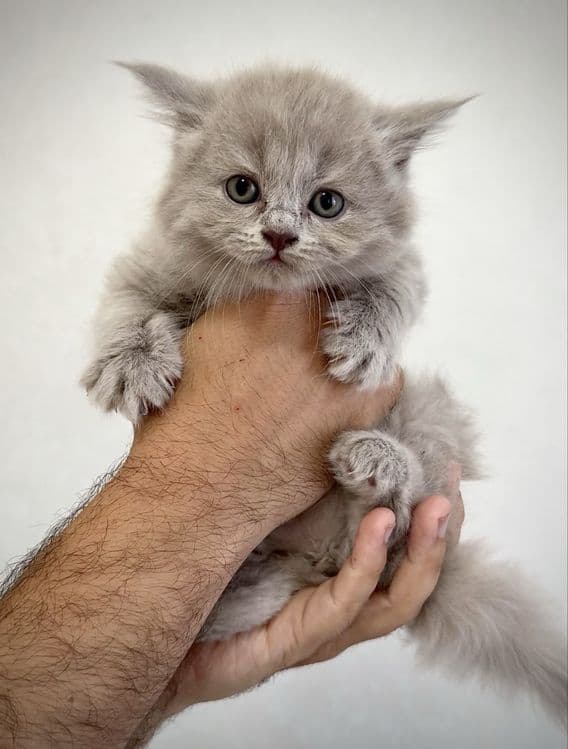 Тозза зотли британ мушукчалар — 3