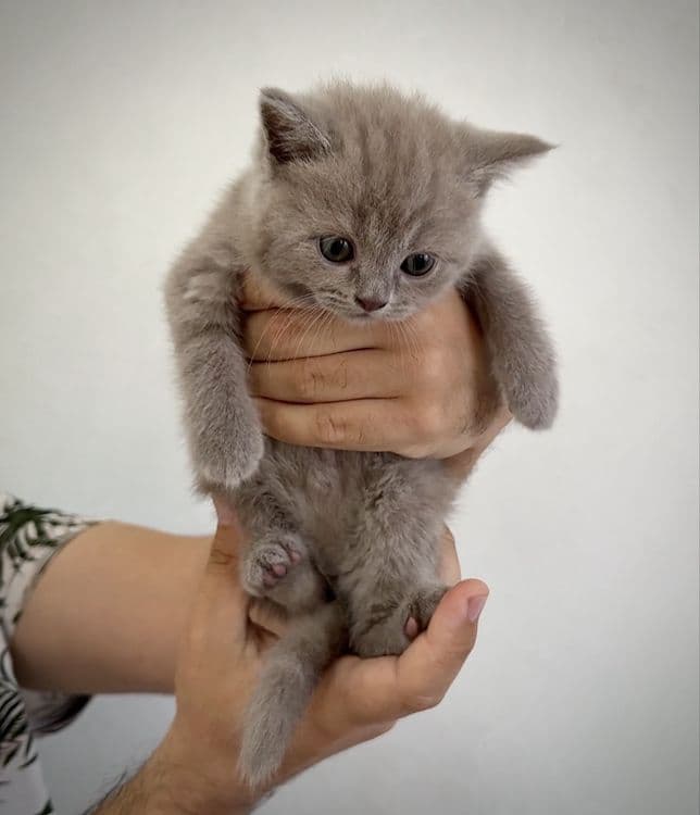 Тозза зотли британ мушукчалар — 5