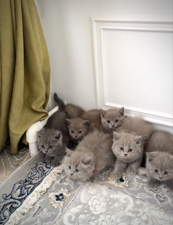 Тозза зотли британ мушукчалар — 8