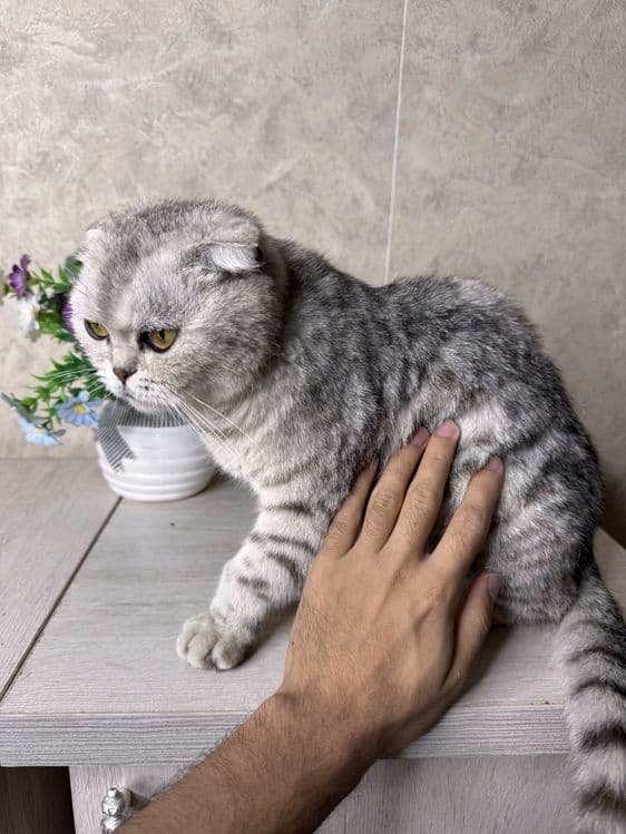 Scottish Fold sotiladi — 1