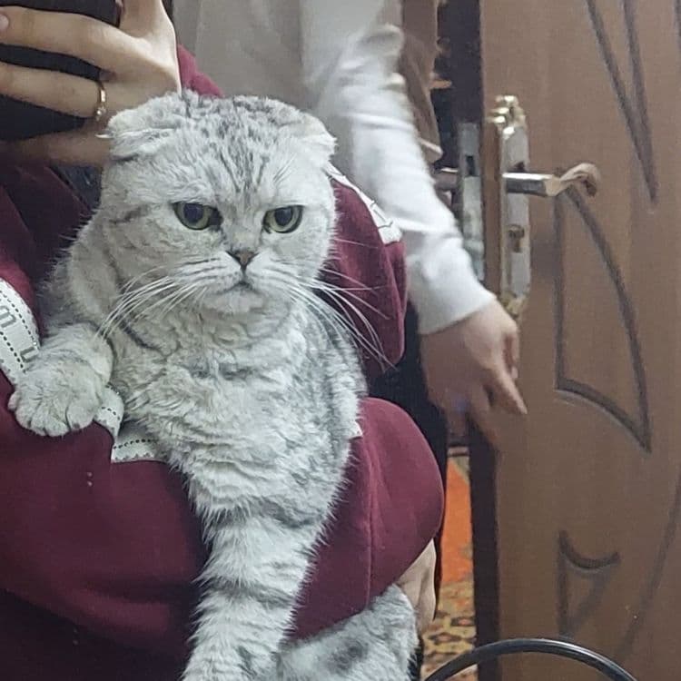 Scottish Fold sotiladi — 2
