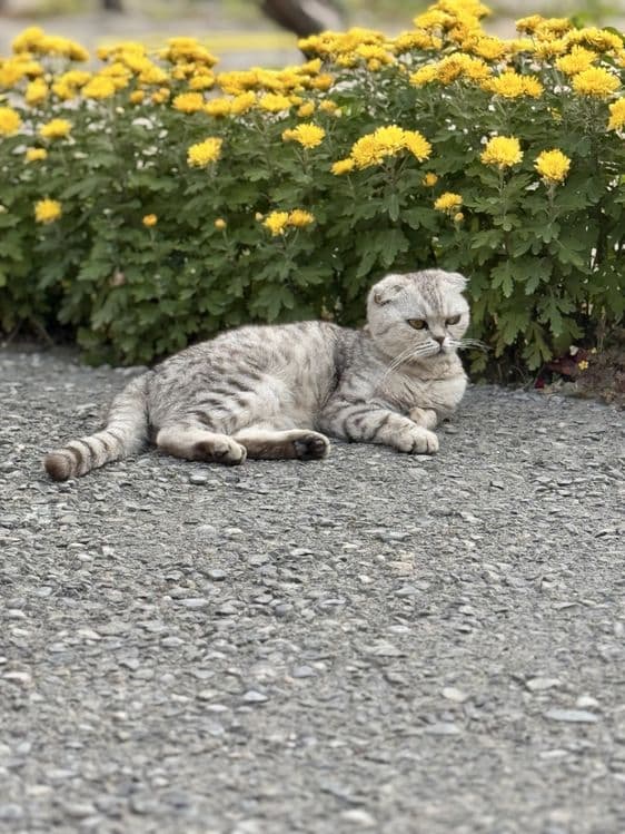Scottish Fold sotiladi — 3