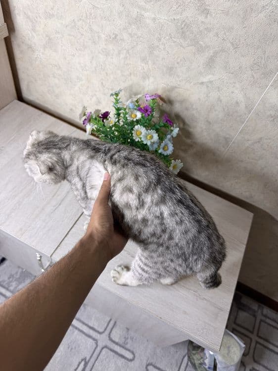 Scottish Fold sotiladi — 4