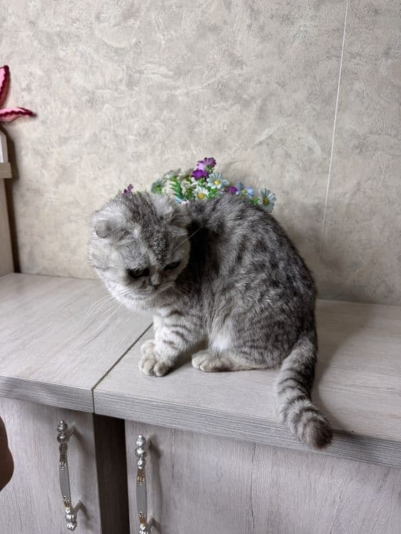 Scottish Fold sotiladi — 5