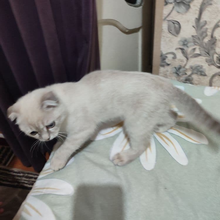 Пародали мушук сотлади кизбола — 2