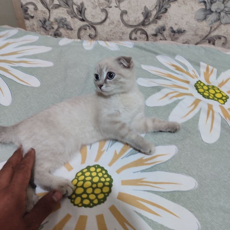 Пародали мушук сотлади кизбола — 3