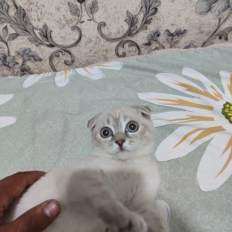 Пародали мушук сотлади кизбола — 4