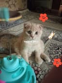 Продаются котята:Скотиш Фолд.