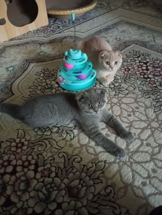 Продаются котята:Скотиш Фолд. — 2