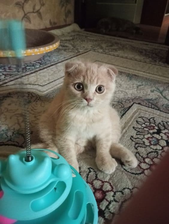 Продаются котята:Скотиш Фолд. — 3