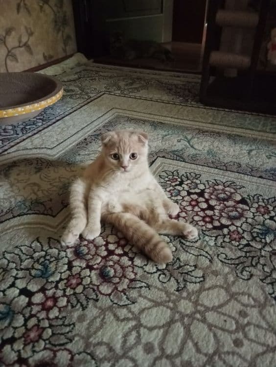 Продаются котята:Скотиш Фолд. — 4