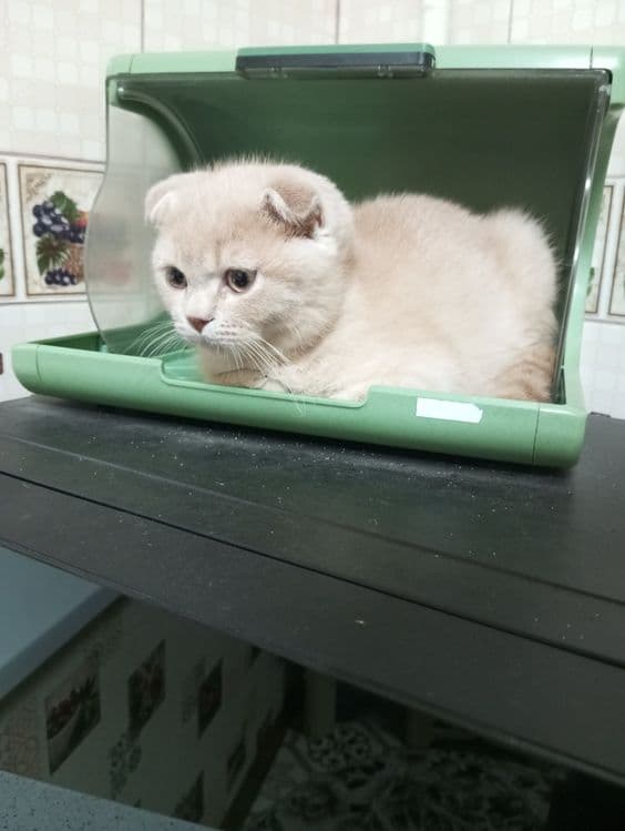 Продаются котята:Скотиш Фолд. — 5