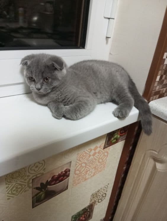 Продаются котята:Скотиш Фолд. — 6
