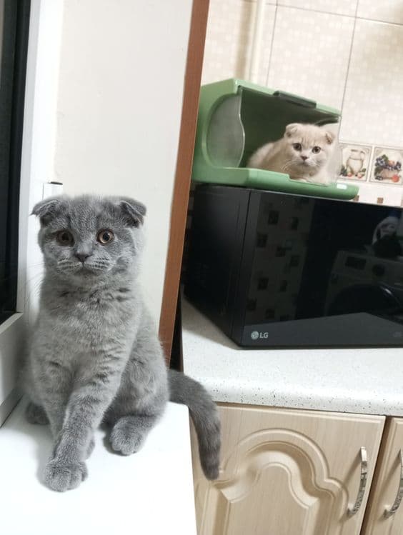 Продаются котята:Скотиш Фолд. — 7