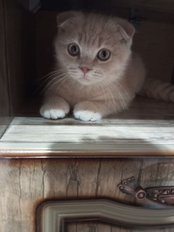 Продаются котята:Скотиш Фолд. — 8
