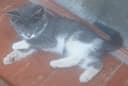 Мушукчалар  - Котята