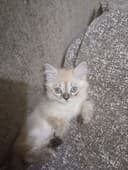 Сиамские красивые котята