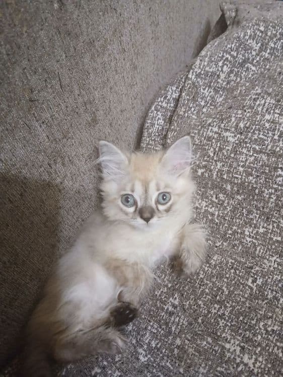 Сиамские красивые котята