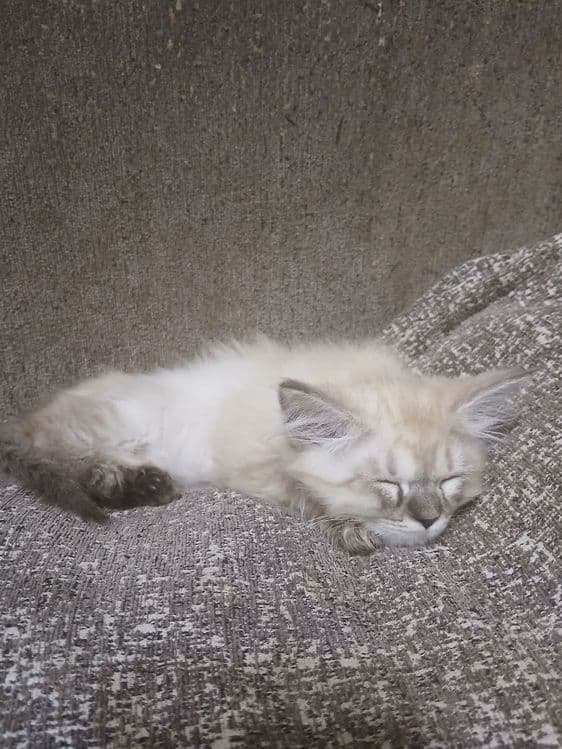 Сиамские красивые котята — 2