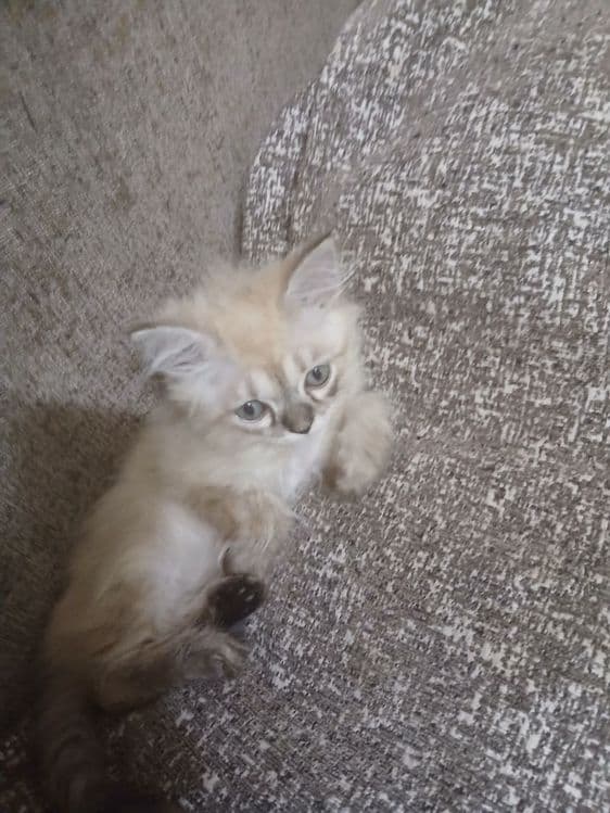 Сиамские красивые котята — 3