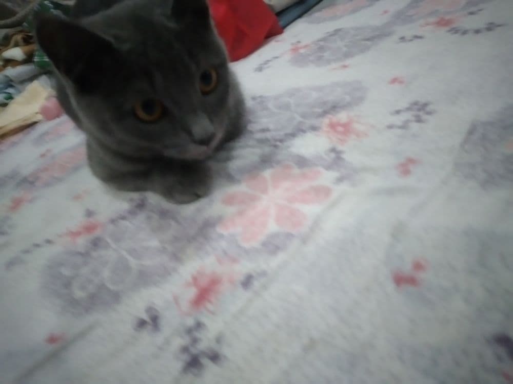 MUSHUK SOTILADI Blue Britanskiy Shorthair — 1
