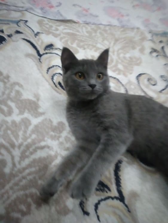 MUSHUK SOTILADI Blue Britanskiy Shorthair — 2
