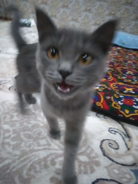 MUSHUK SOTILADI Blue Britanskiy Shorthair — 3