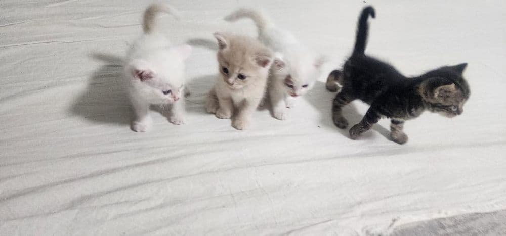 Котята породистые — 2