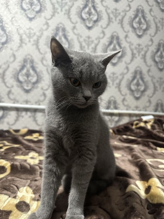 Скотиш страйт сотилади кизбола тоза — 2