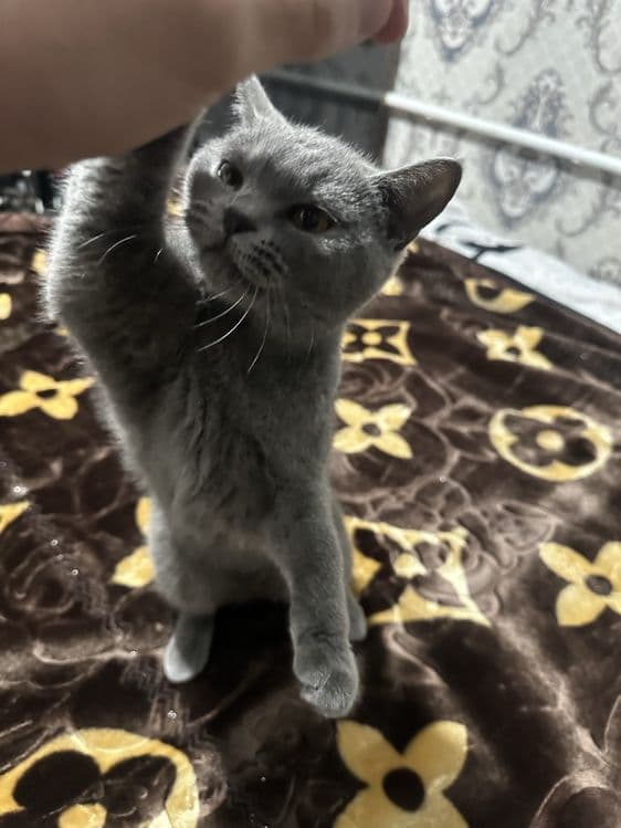 Скотиш страйт сотилади кизбола тоза — 3
