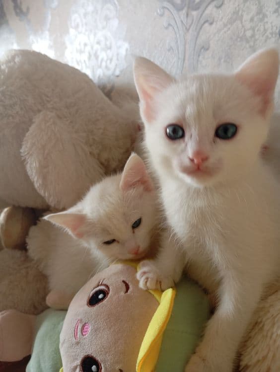 Продаются Котята — 2