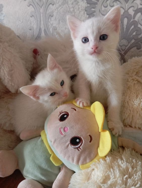 Продаются Котята — 3