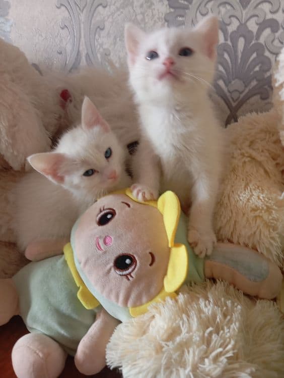 Продаются Котята — 4