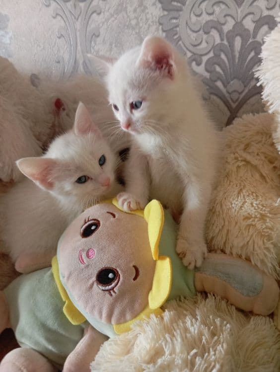 Продаются Котята — 5