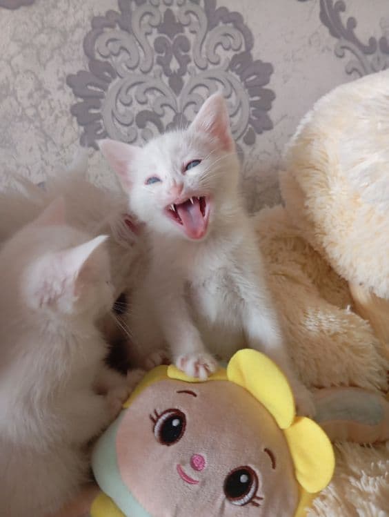 Продаются Котята — 6