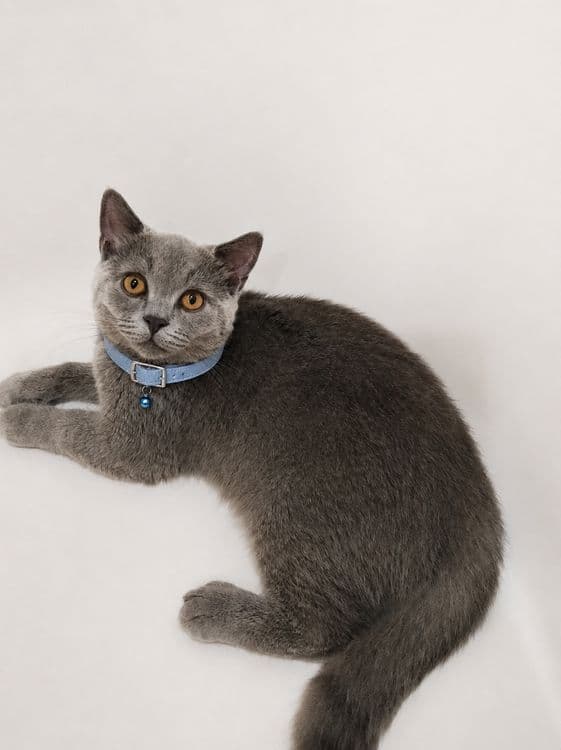 Кот 4 месяца Британский — 2