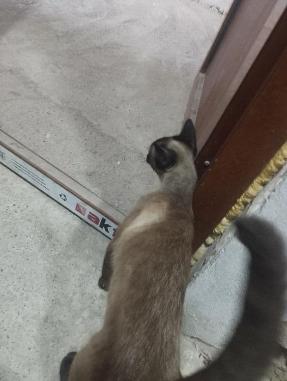 Мушук сотилади зоти сиамский — 3